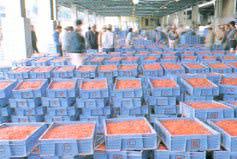 �s��ɗg���������C�V