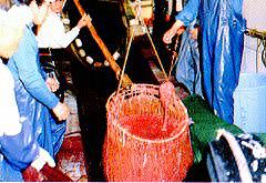 ���g�����i